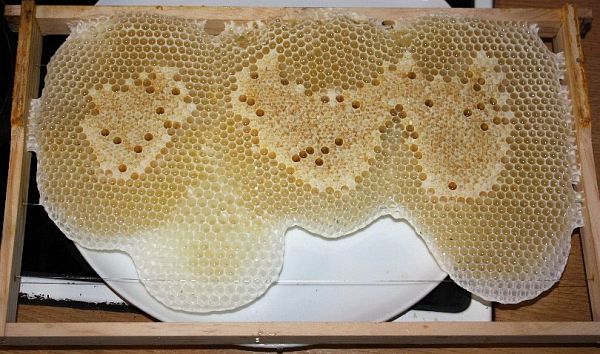 Bienen