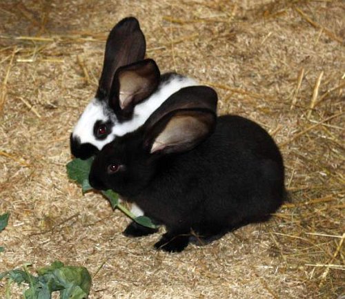 Stracciatella und Satanell