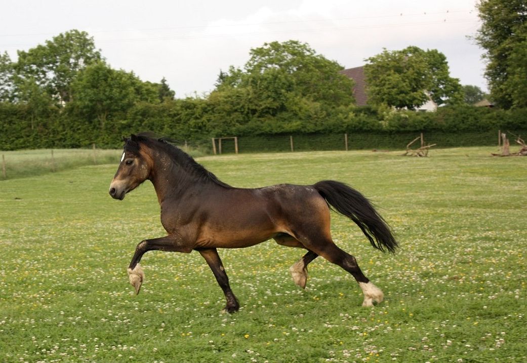 Triskel N’Israel und Triskel N’Paddington