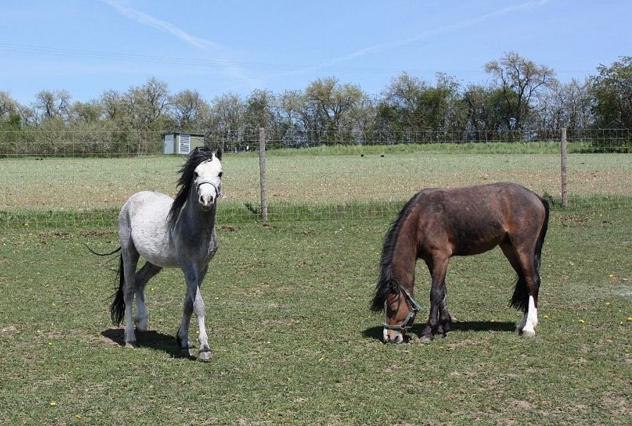 Triskel N’Israel und Triskel N’Paddington
