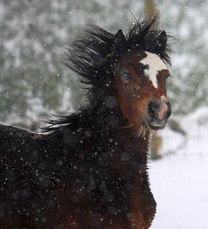 Triskel N'Inschallah