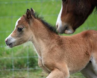 Triskel N’Paddington