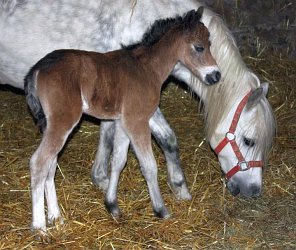 Triskel N Inschallah